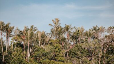 How to Plan a Sustainable Adventure in the Amazon Rainforest