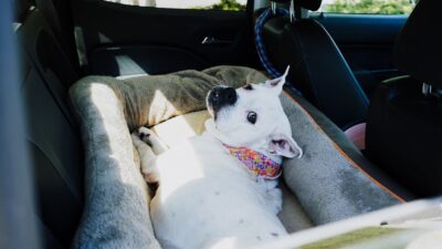 The Ultimate Guide to Traveling with Pets in 2026