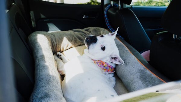 The Ultimate Guide to Traveling with Pets in 2026