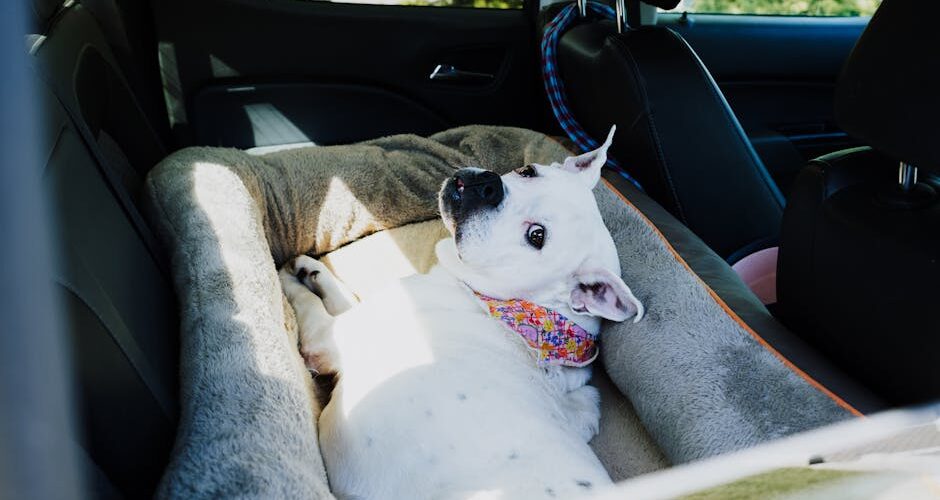 The Ultimate Guide to Traveling with Pets in 2026