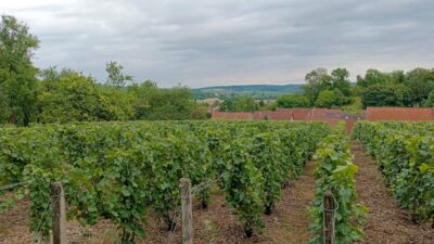 Beyond the Vine: Discovering the Hidden Vineyard Retreats of 2026