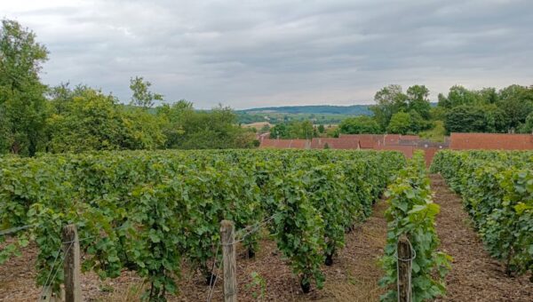 Beyond the Vine: Discovering the Hidden Vineyard Retreats of 2026