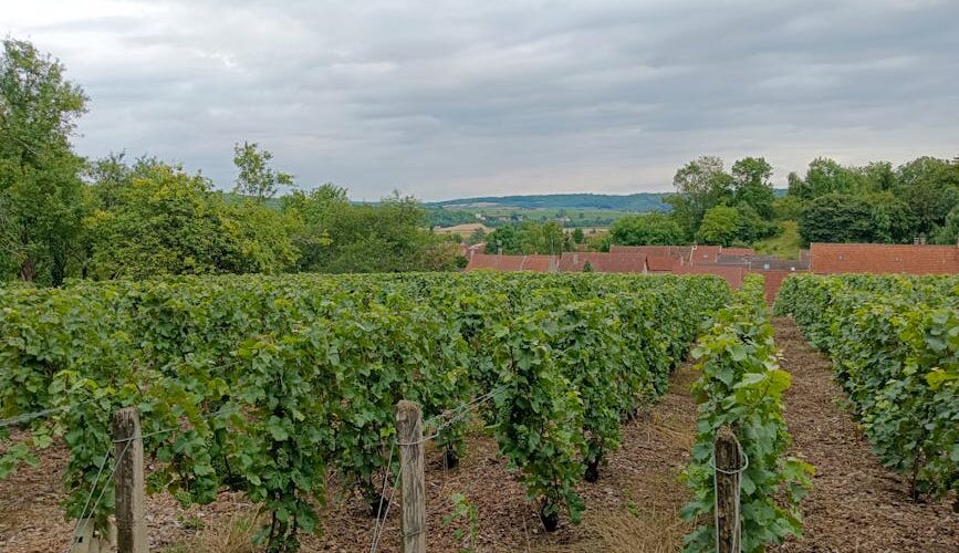 Beyond the Vine: Discovering the Hidden Vineyard Retreats of 2026