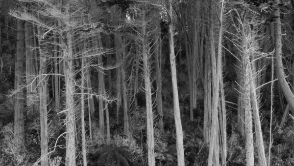 New Zealand’s Enchanted Forests: An Unforgettable 2026 Adventure
