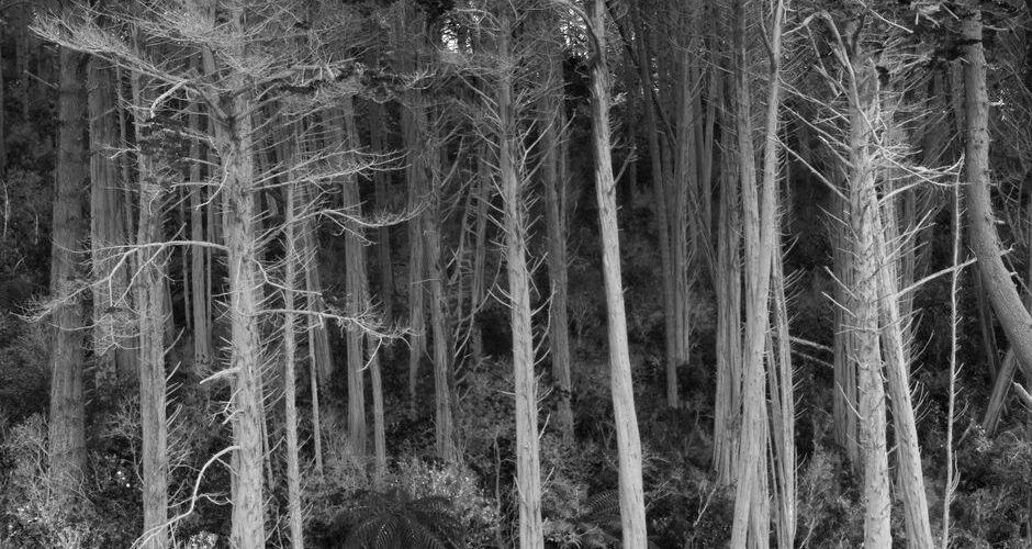 New Zealand’s Enchanted Forests: An Unforgettable 2026 Adventure