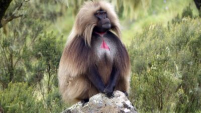 Journey into the Heart of Ethiopia: Exploring the Timeless Beauty of the Simien Mountains in 2026