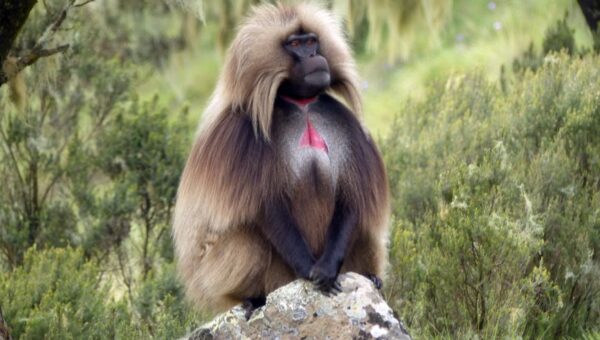 Journey into the Heart of Ethiopia: Exploring the Timeless Beauty of the Simien Mountains in 2026