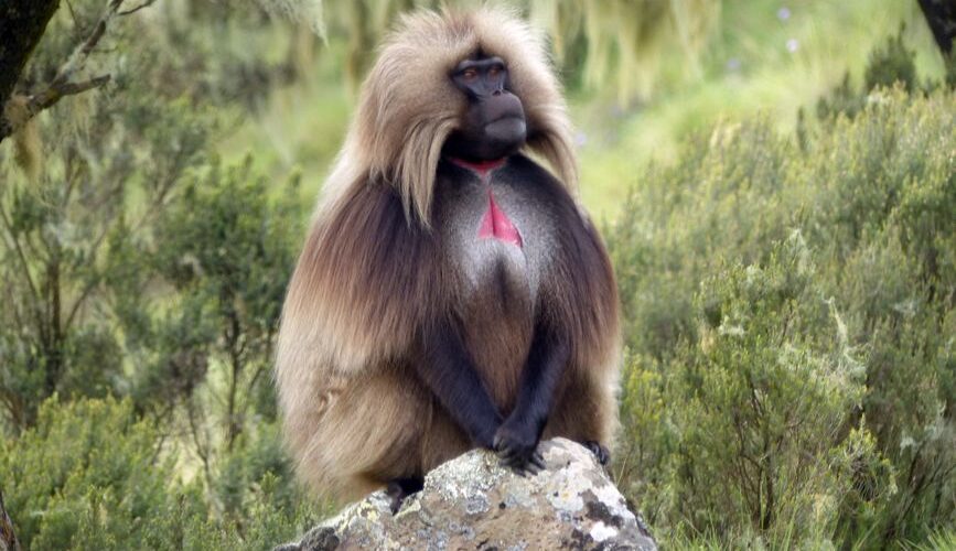 Journey into the Heart of Ethiopia: Exploring the Timeless Beauty of the Simien Mountains in 2026