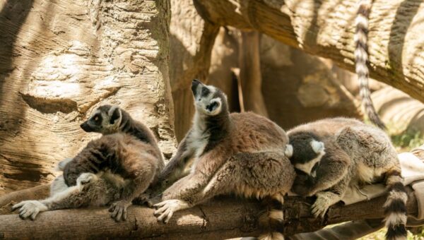 Exploring the Untamed Wilderness of Madagascar: A 2026 Adventure Guide